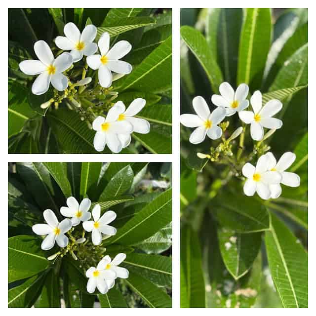 Apple iPhone 16 Camera Test: 0.5, 1x & 2x Zoom Comparison